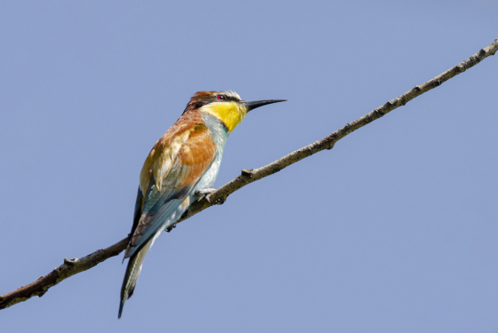Merops apiaster
