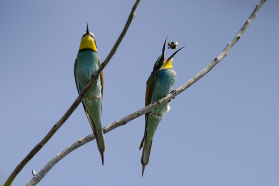 Merops apiaster
