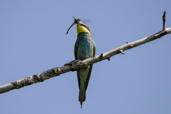Merops apiaster