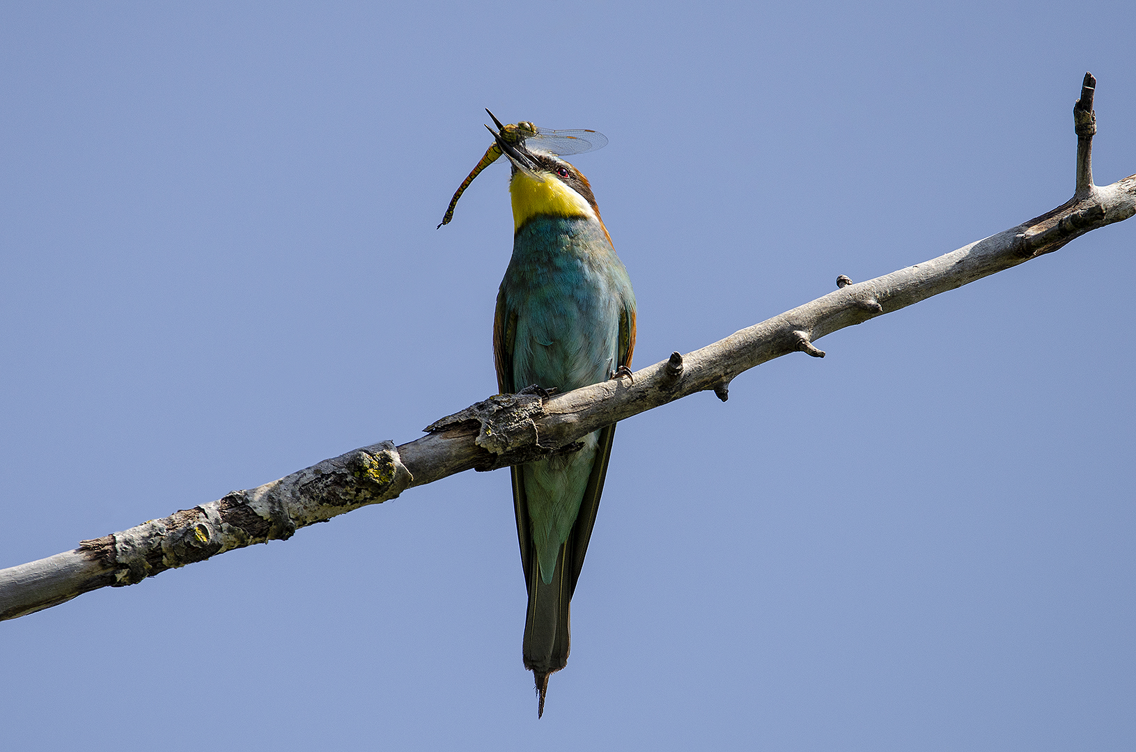 Merops apiaster