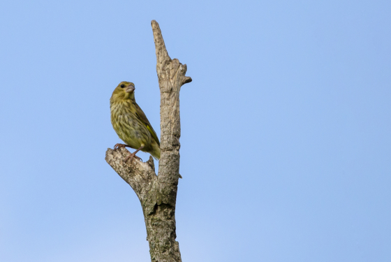 Chloris chloris