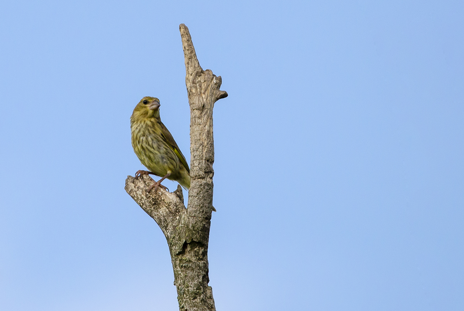 Chloris chloris