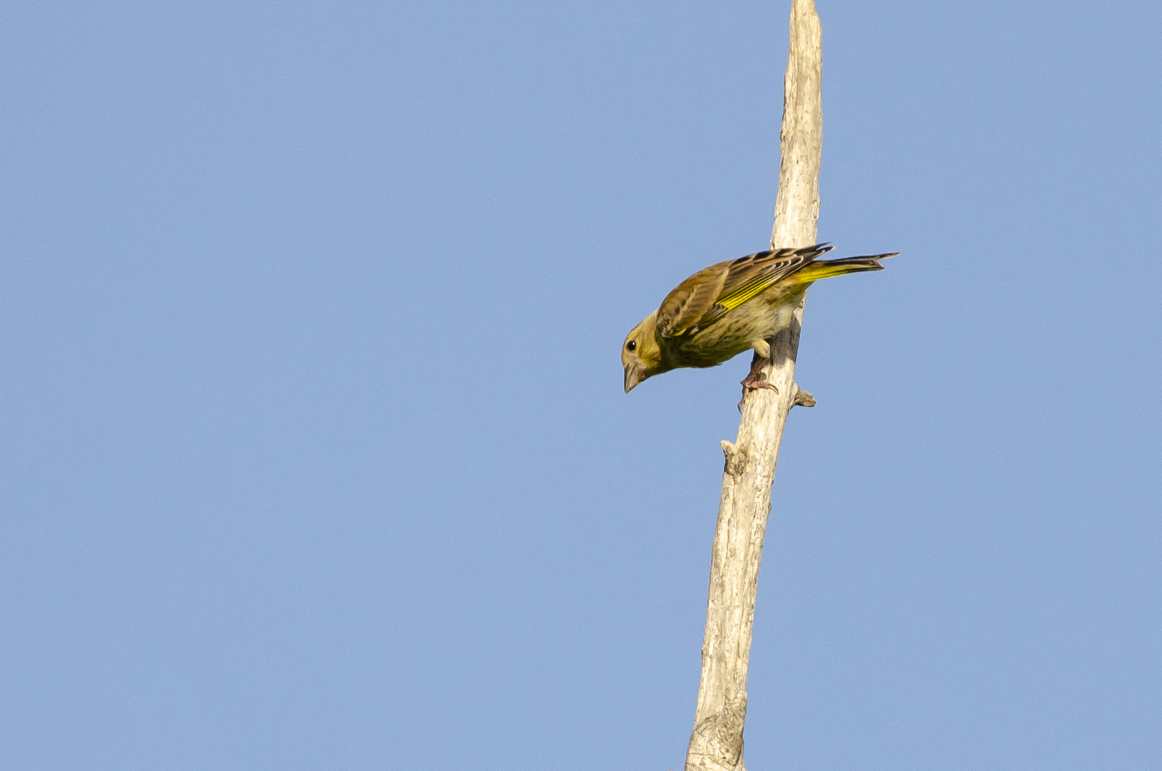 Chloris chloris