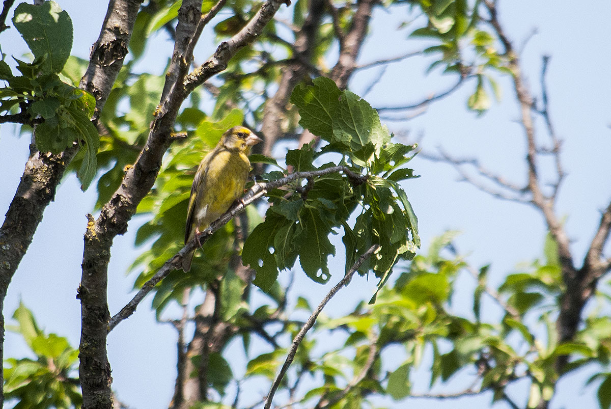 European greenfinch