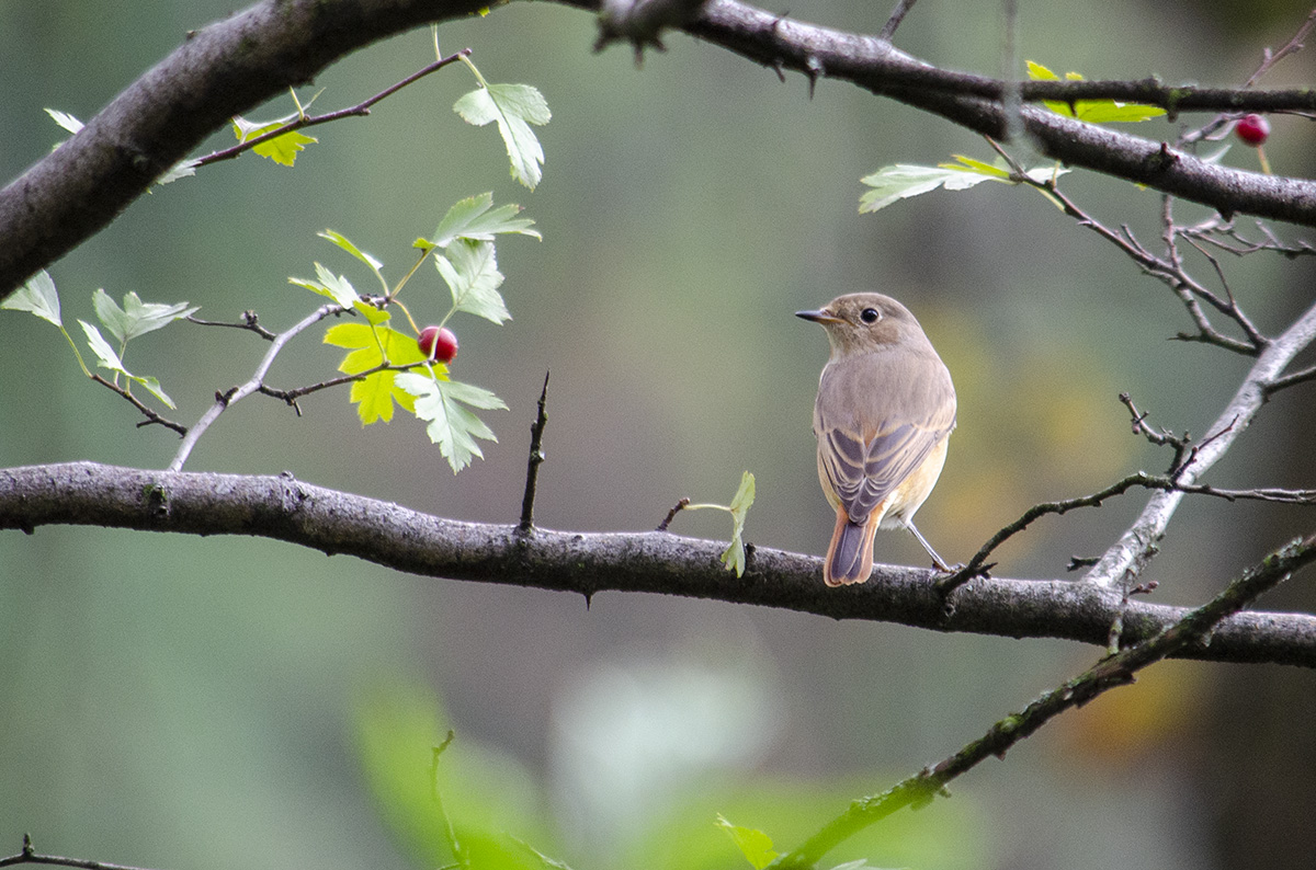 Common redstart (female)