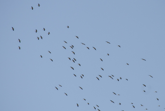 White stork