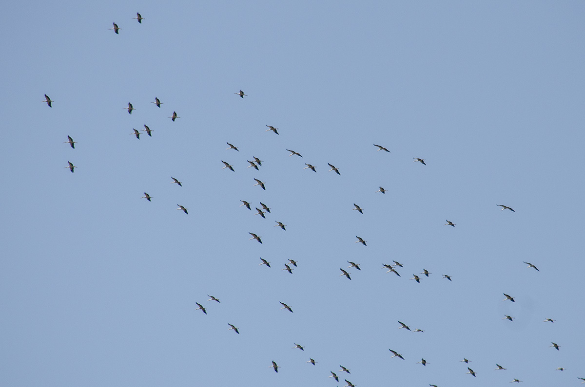 White stork