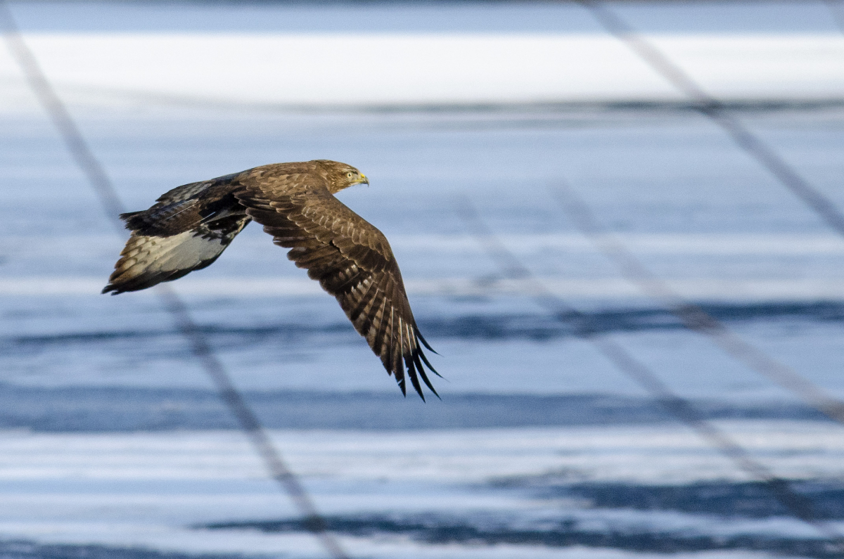 Common buzzard