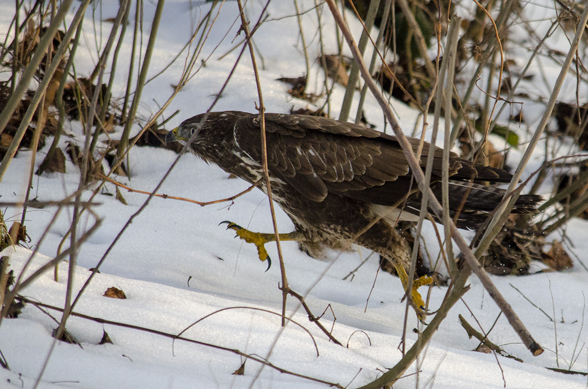 Common buzzard