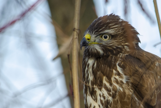 Common buzzard