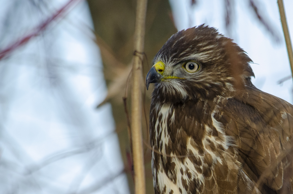 Common buzzard