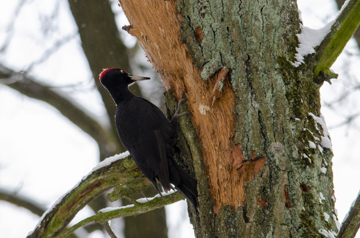 Black woodpecker