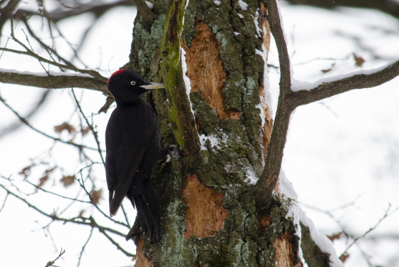 Black woodpecker