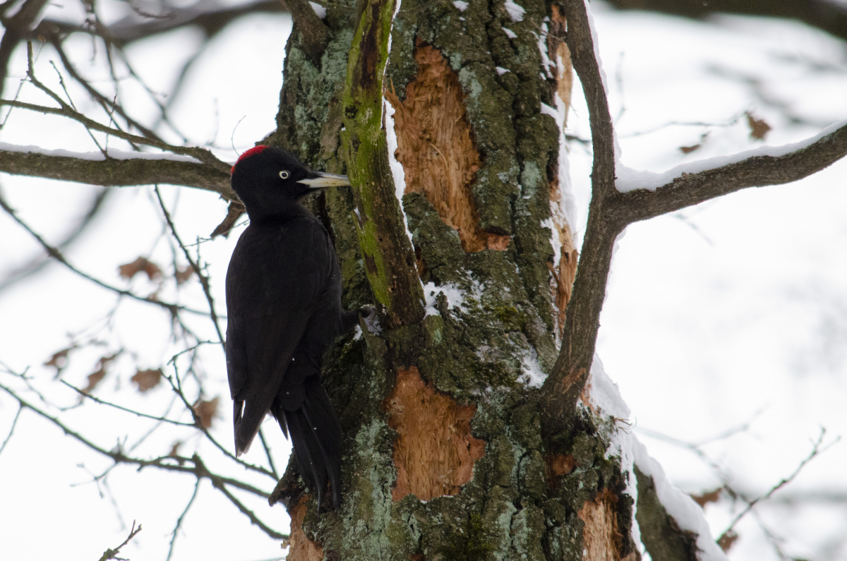Black woodpecker