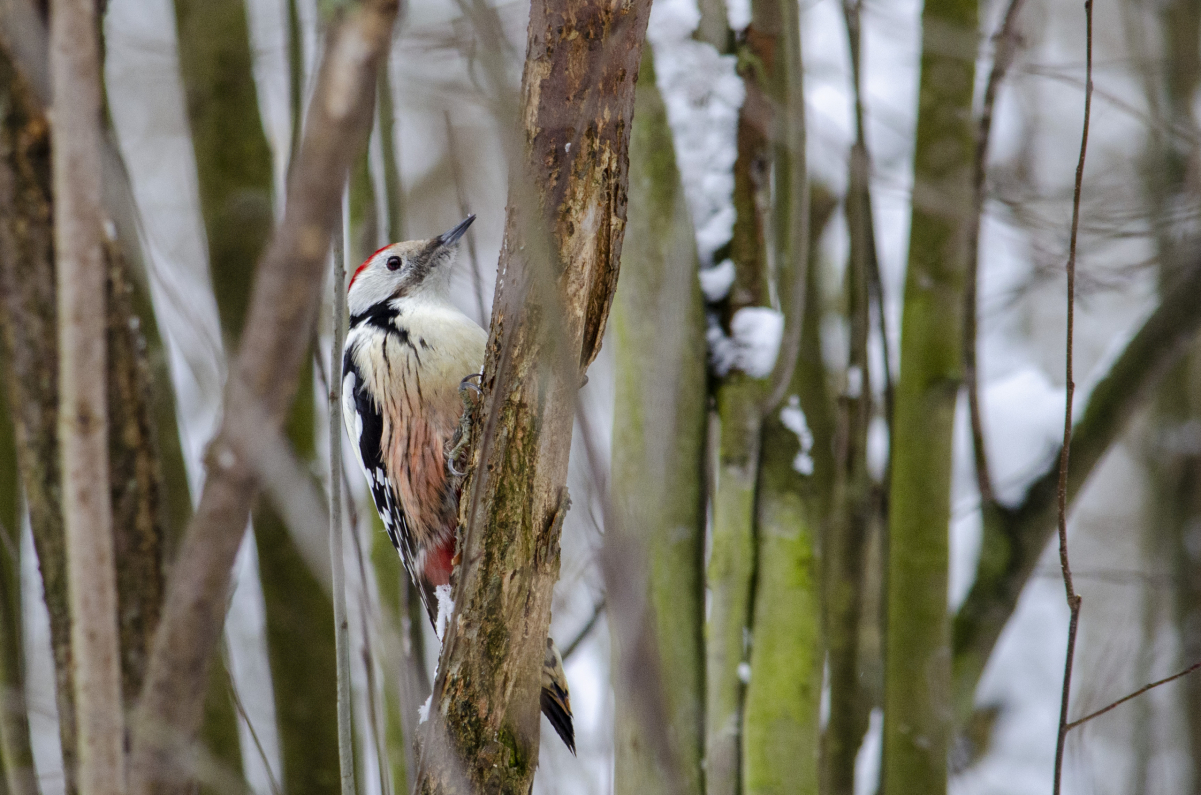 Middle spotted woodpecker