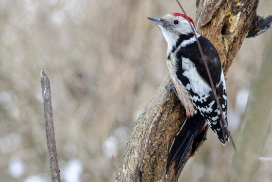 Middle spotted woodpecker