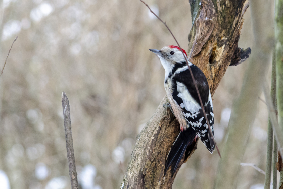 Middle spotted woodpecker