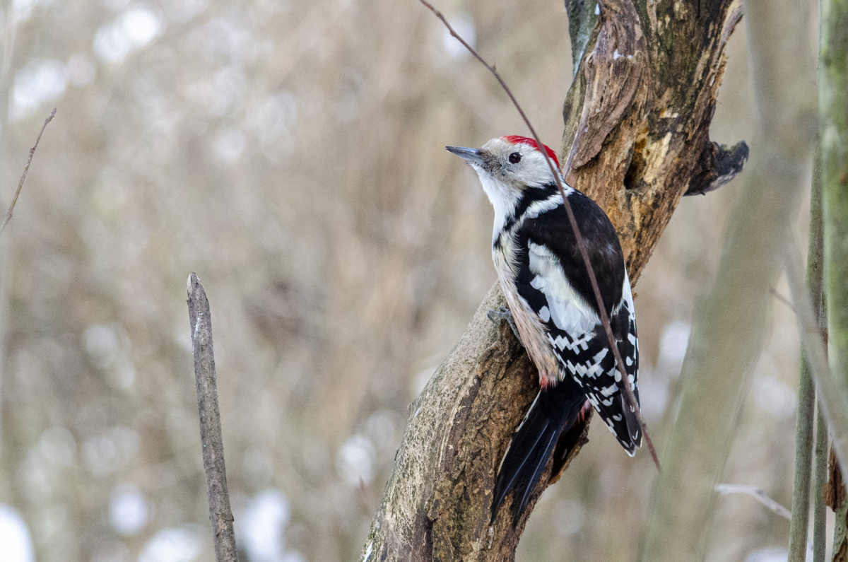 Middle spotted woodpecker