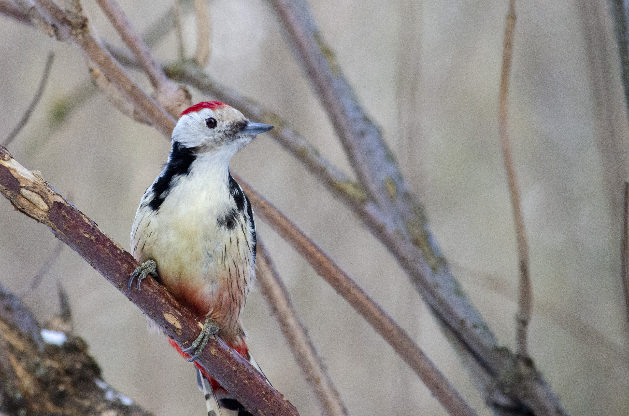 Middle spotted woodpecker