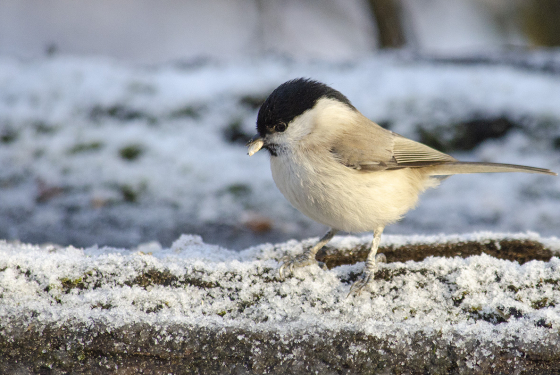 Willow tit