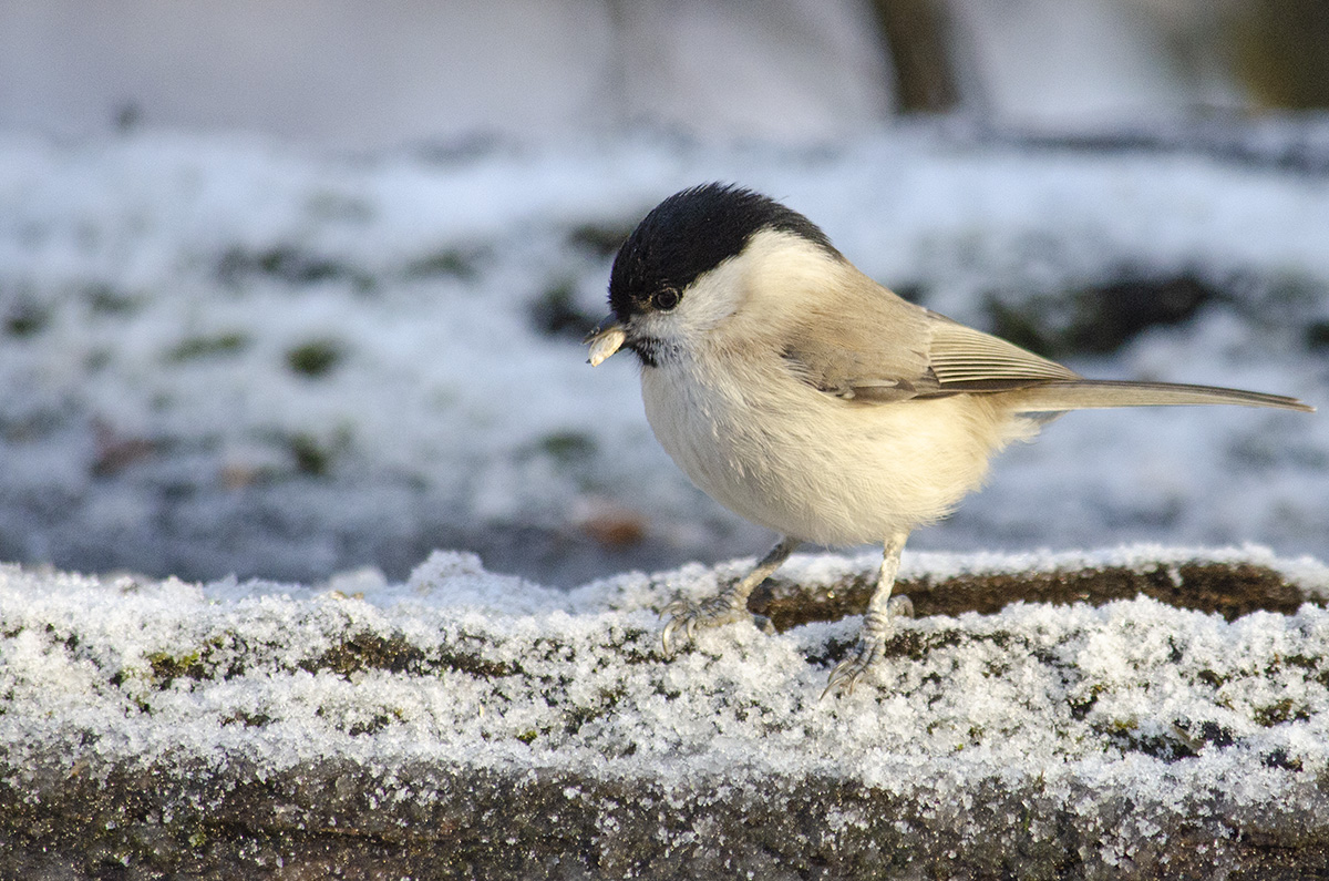 Willow tit