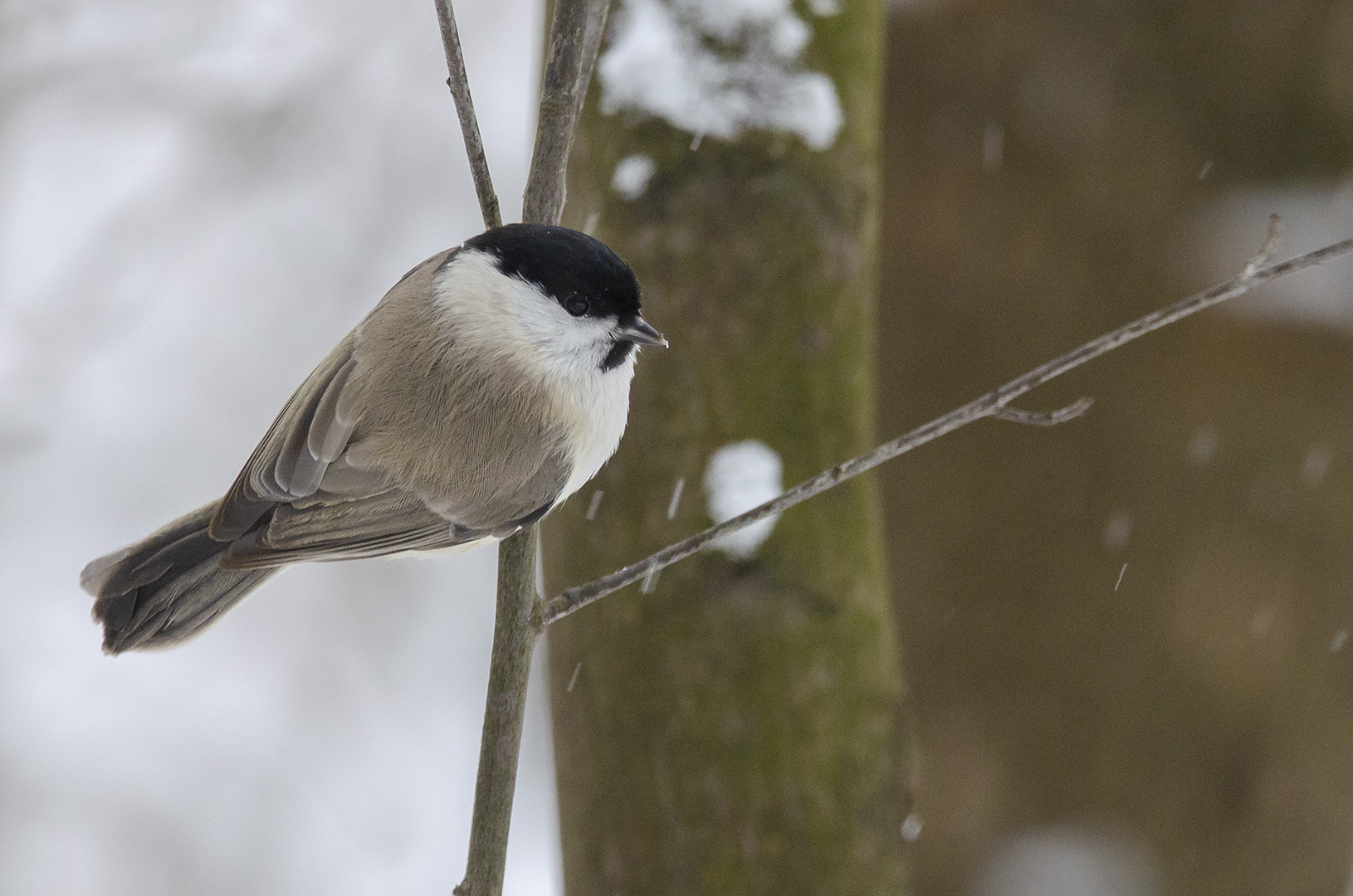 Poecile palustris