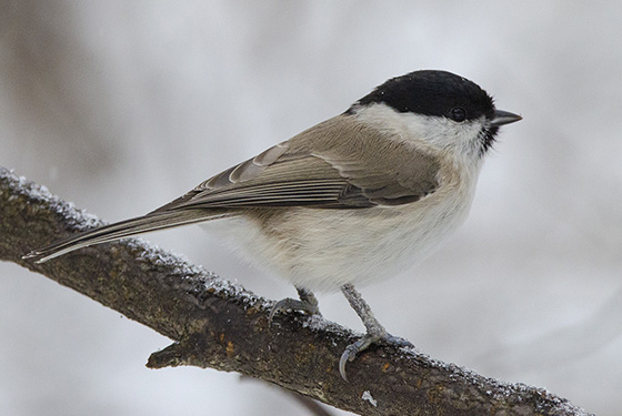 Poecile palustris