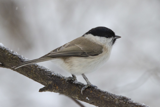 Poecile palustris