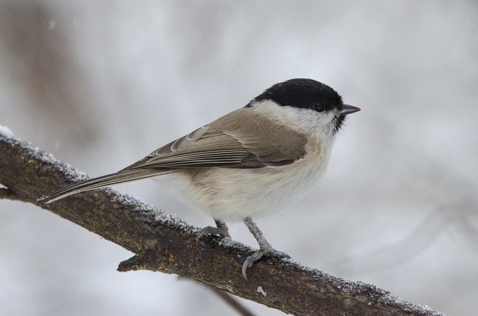 Poecile palustris