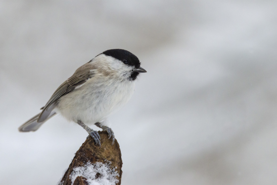 Poecile palustris