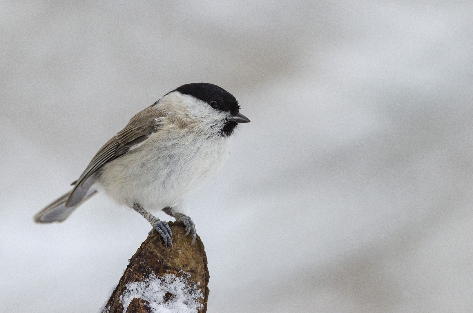 Poecile palustris