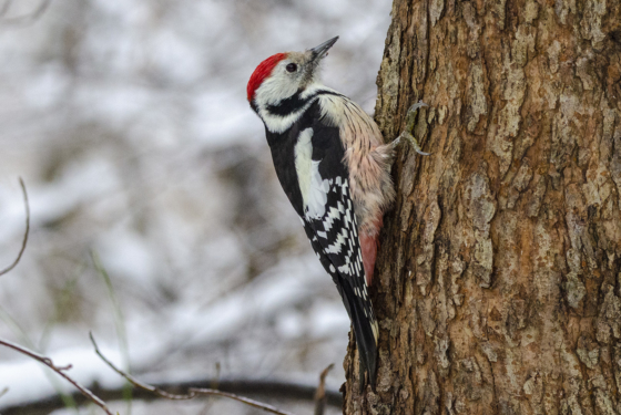 Dendrocoptes medius
