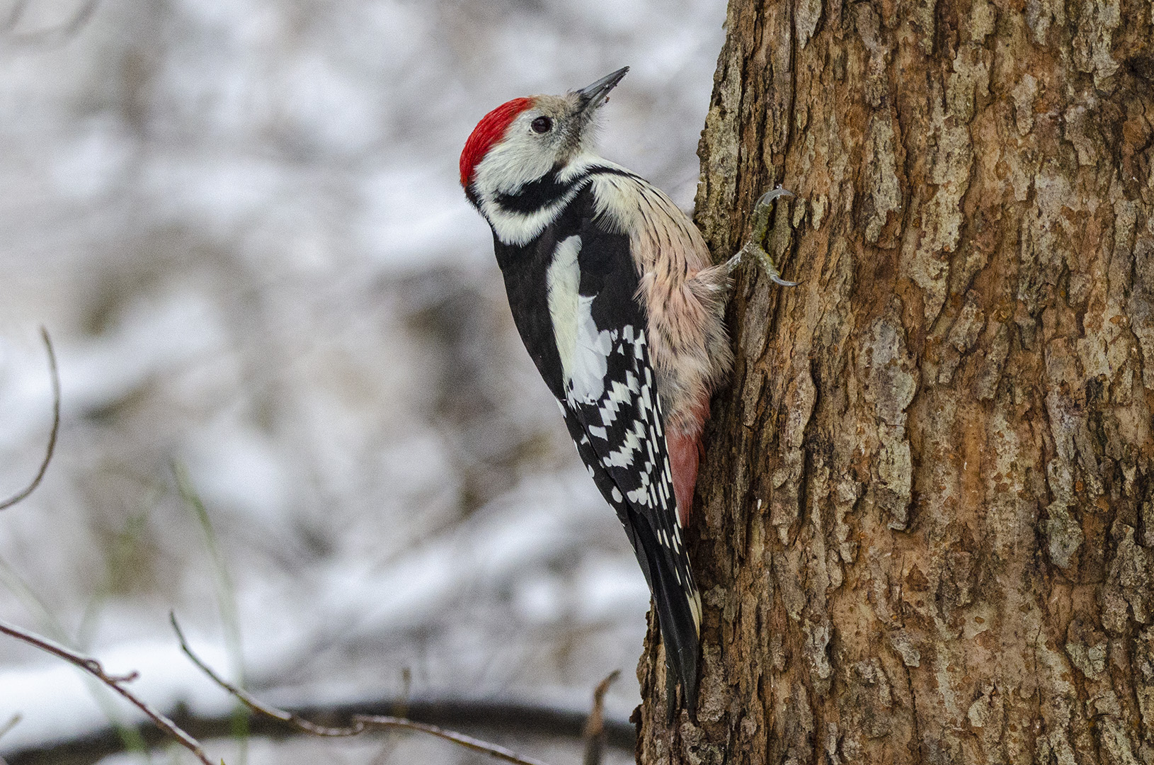 Dendrocoptes medius