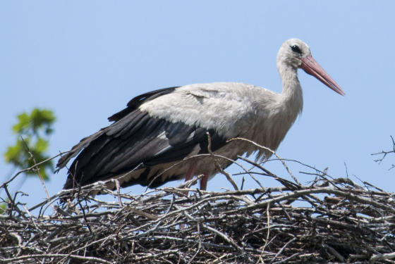 White stork