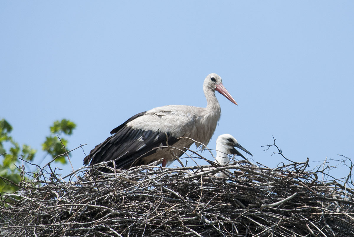 White stork