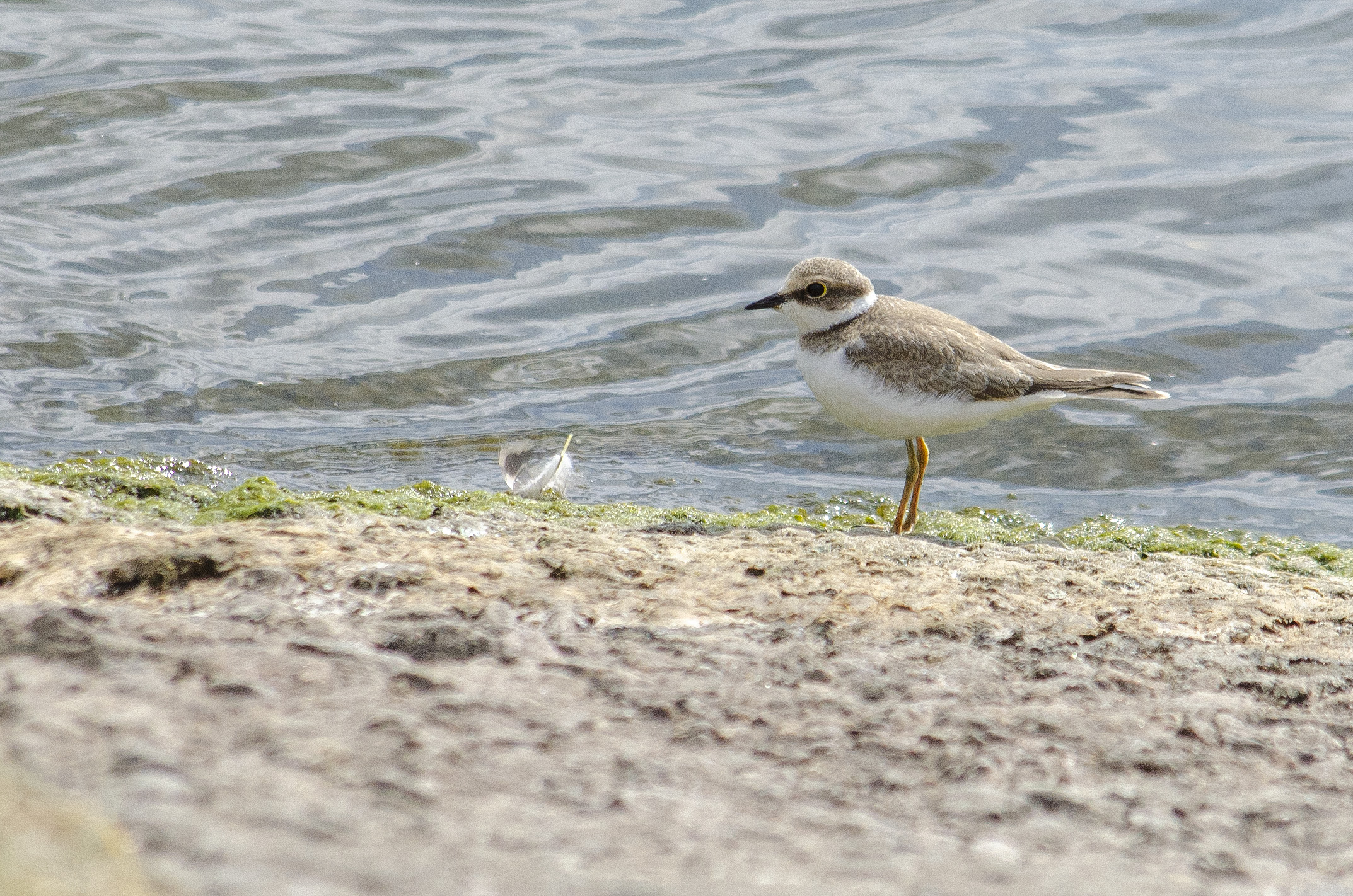 Charadrius dubius