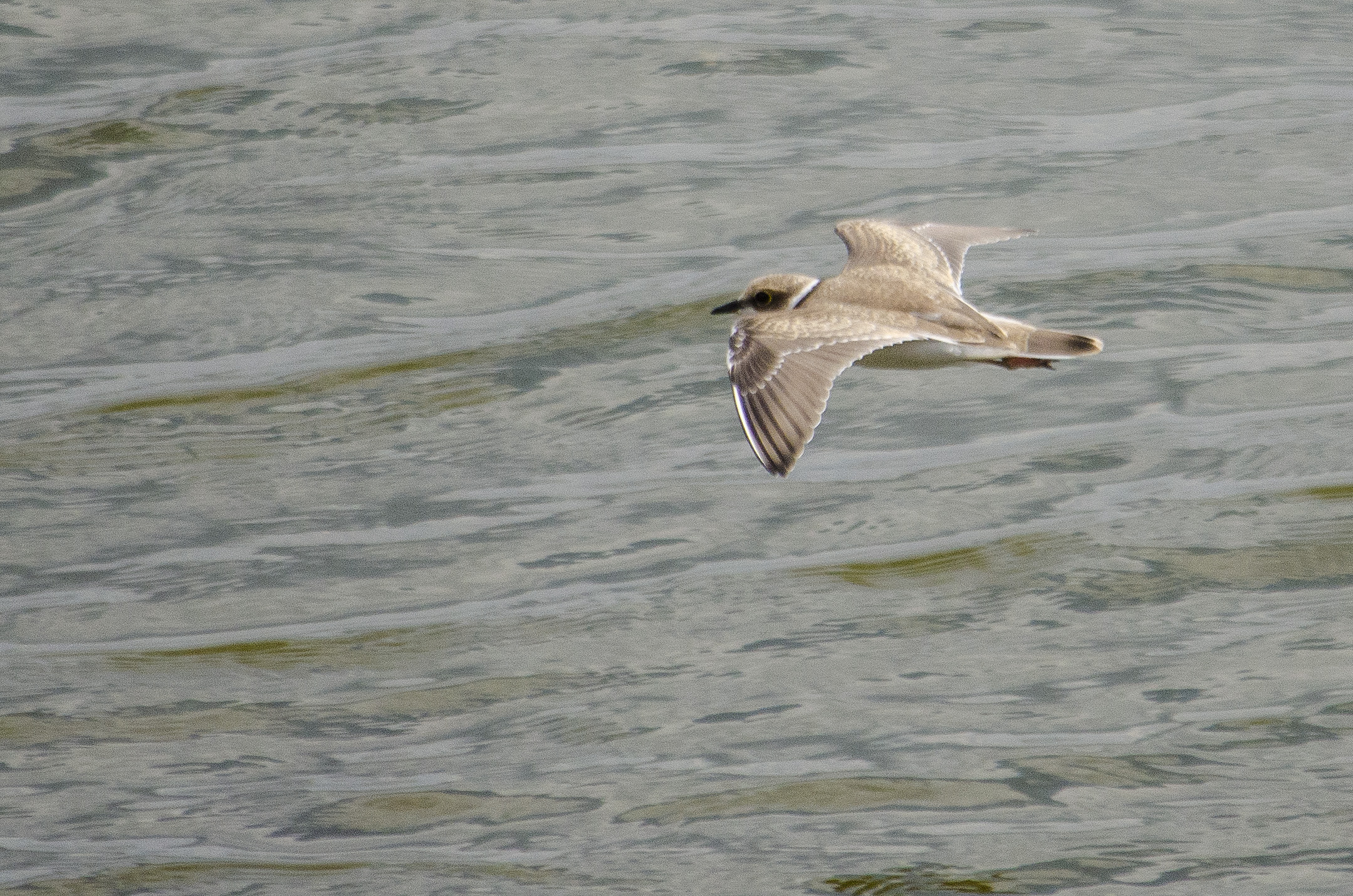 Charadrius dubius