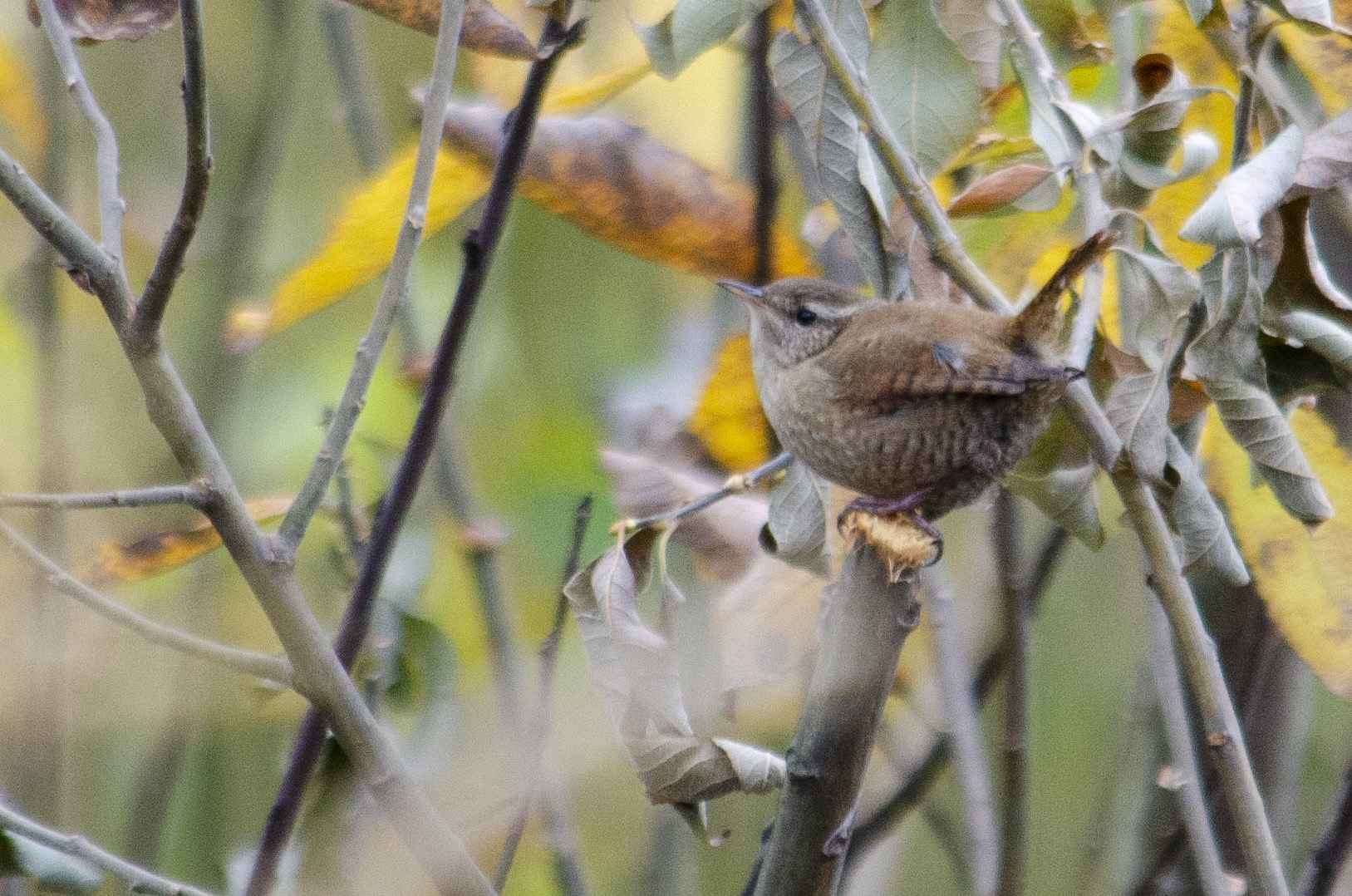 Wren