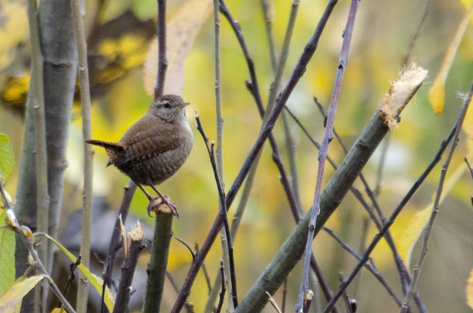 Wren