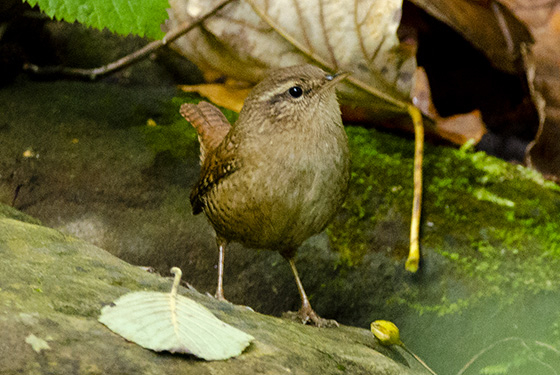Troglodytes troglodytes
