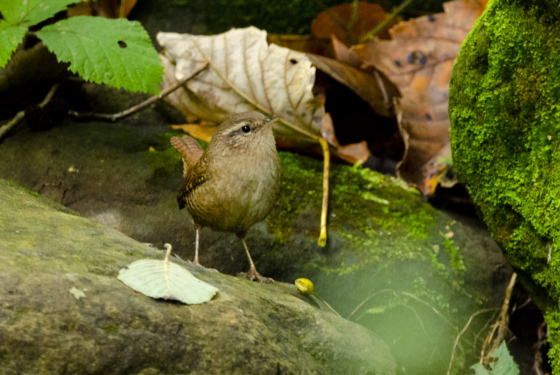 Troglodytes troglodytes