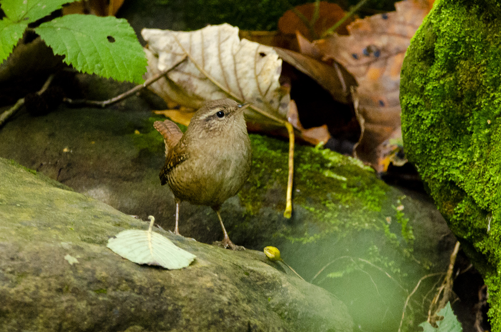 Troglodytes troglodytes