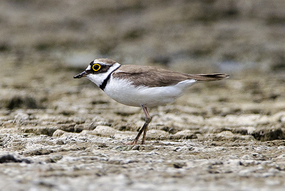 Charadrius dubius