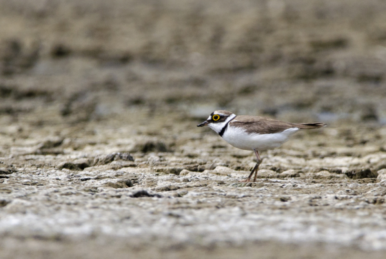 Charadrius dubius