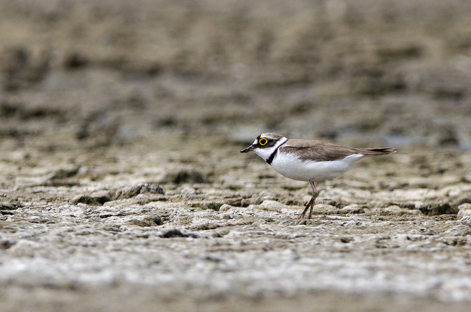 Charadrius dubius