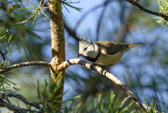 Lophophanes cristatus