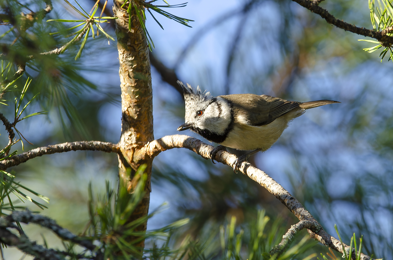 Lophophanes cristatus