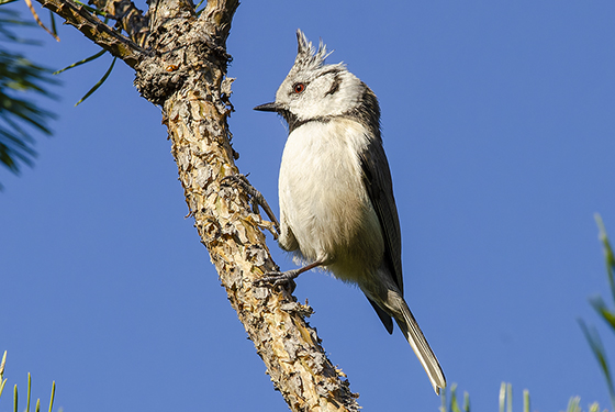 Lophophanes cristatus