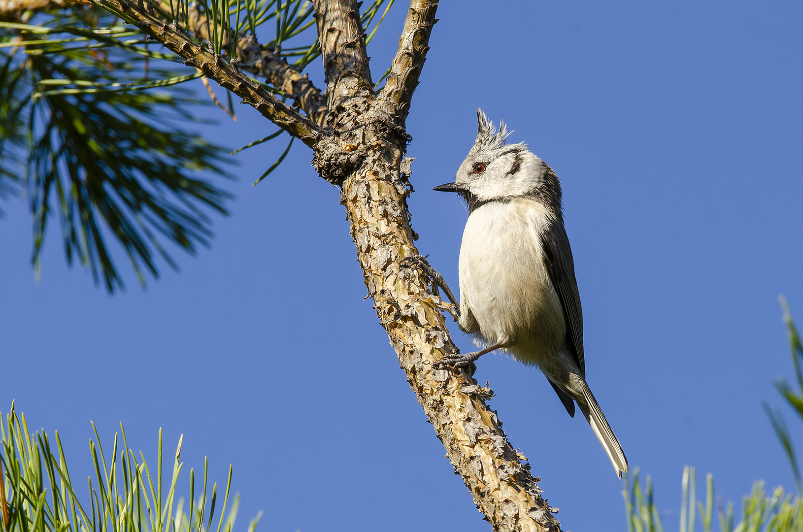 Lophophanes cristatus