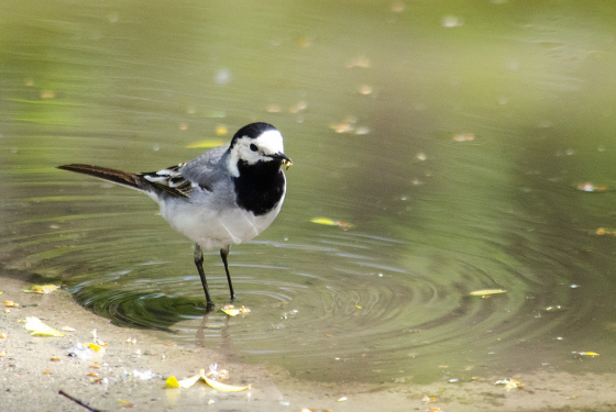 White Wagtail
